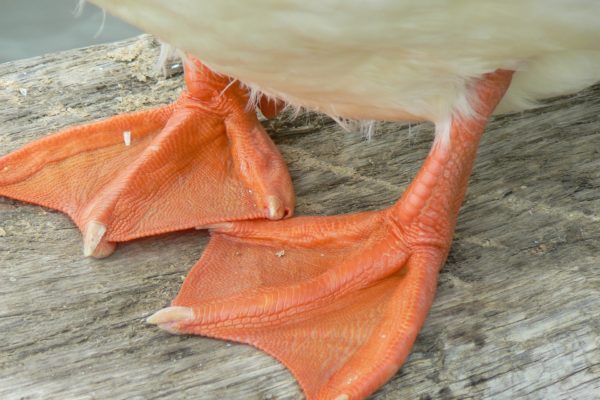Ghosts, Witches, and Webbed Toes…Oh My!