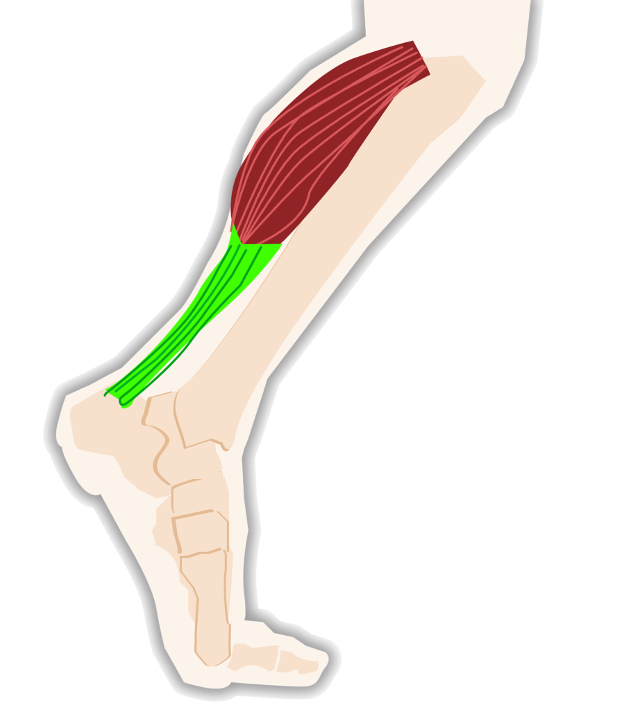 Achilles Tendons & Calf Muscles, FAAWC
